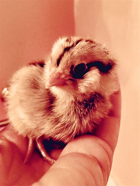 Amazing Modern Chick Hatching 的图像结果