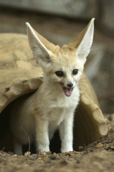 Desert Fox As Pet