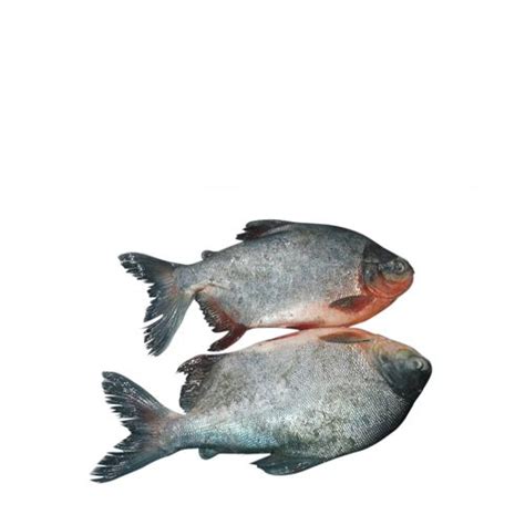 Buy Sai Fisheries Fish Roopchand Bengali Cut 1 Kg Tray Online at the ...