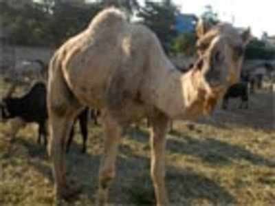 ‘Let the state government produce camel in court’