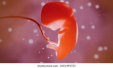 Brain Development Embryo 的图像结果