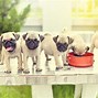 Image result for World's Cutest Pug