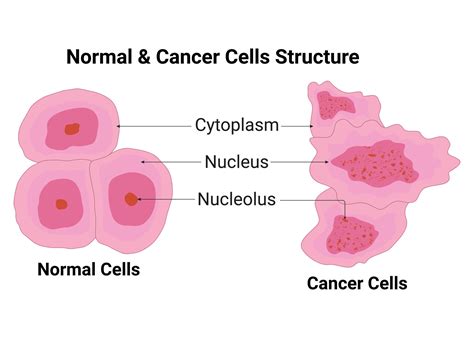 Normal Cell Structure 的图像结果