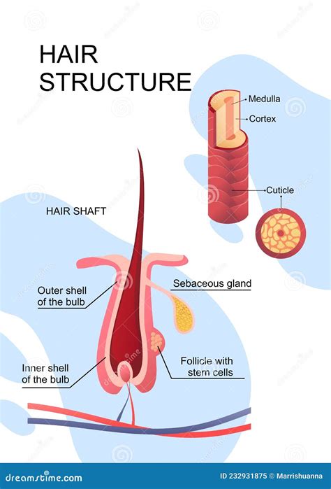 Diagram Of A Hair Follicle In A Cross Section Of Skin Layers Cartoon ...