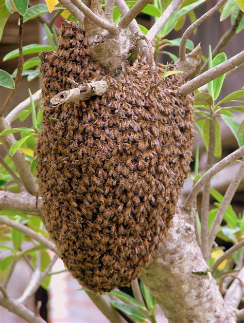 Image result for Beehive