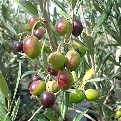 ORGANIX.ROSA BY THE ROOP NURSERY Olive (Zaitoon) /European Olive ...