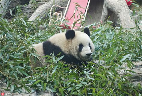 大熊猫“萌兰”、“点点”亮相北京动物园 超呆萌惹人爱--图片频道--人民网
