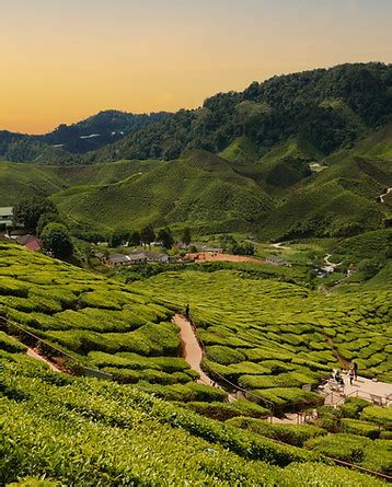 Exotic & Classic Tea Blends | Herbal Teas | Tea and Twigs