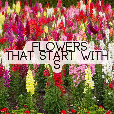 Flowers That Start With The Letter S | The Rex Garden