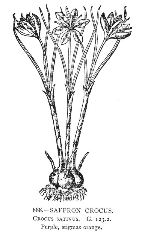 Autumn Crocus Ncolchicum Autumnale Line Engraving Poster Print by (24 x ...