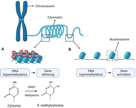 DNA Modification 的图像结果