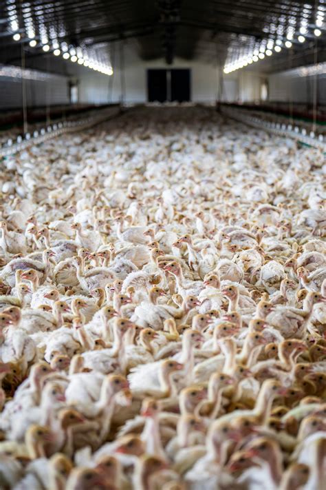 Commercial Farming 的图像结果