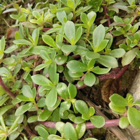 Portulaca Oleracea Herb Seeds for Planting – Heirloom, Non-GMO, Drough ...