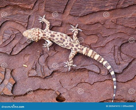 Mediterranean House Gecko (Hemidactylus Turcicus Stock Image - Image of ...