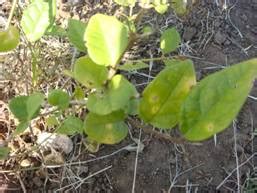 TNAU Agritech Portal :: Crop Protection