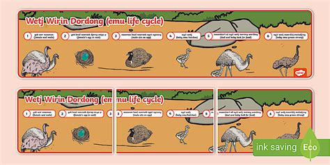 Emu Life Cycle in Noongar Language