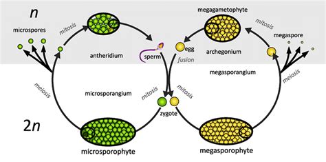 Plant Life Cycle and Alternation of Generations - NEET PDF Download