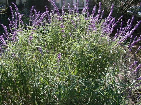 Sage Plant In Bisaya at Christian Brown blog