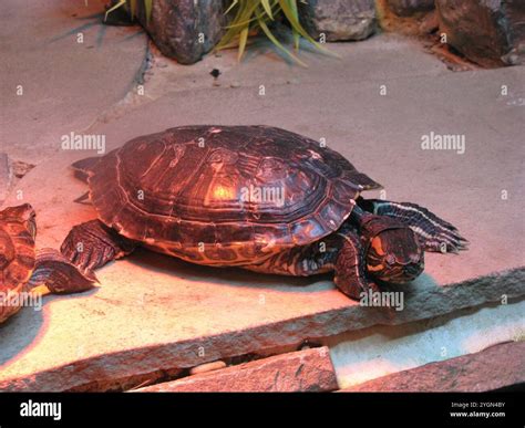 Domestic turtle aquarium for reptiles hi-res stock photography and ...