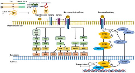 The Role of the Transforming Growth Factor-β Signaling Pathway in ...
