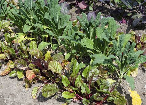 Good Companions For Beets - Tips On Planting Near Beets In The Garden ...
