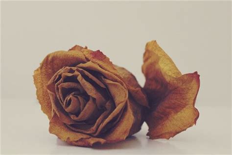 仿真玫瑰花单枝逼真手感保湿玫瑰大朵假花客厅餐桌样板间装饰花艺-阿里巴巴