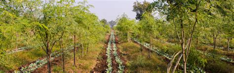 Our Projects - SoulForest :: Creating India First Co-Owned Forest