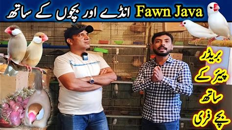 Image result for Fawn Java Sparrow