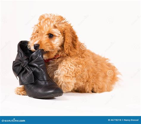 Image result for Cockapoo Tongue