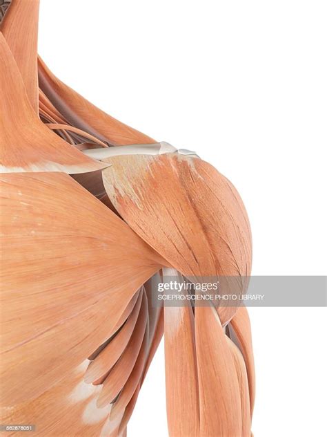Image result for Shoulder Anatomy Animated Tutorial