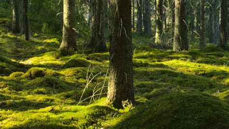 Wallpaper trees, moss, forest, trunks, nature hd, picture, image