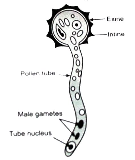 Male Gametophyte In Angiosperms