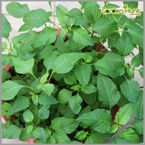 GardenHunt Paruppu Keerai/Purslane Portulaca Oleracea Plant Seeds (Pack ...