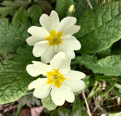 English Primrose (Primula vulgaris)