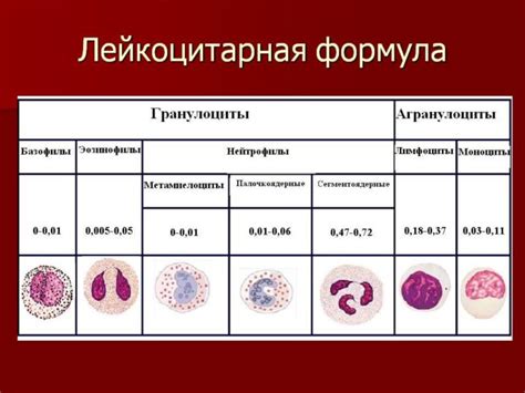Лейкоцитарная формула крови: показатели нормы и расшифровка лейкограммы ...