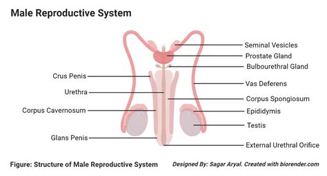 Image result for Male Reproductive System Components