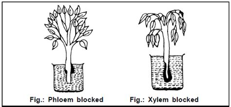 Ascent Of Sap, Chapter Notes, Class 11, Biology PDF Download