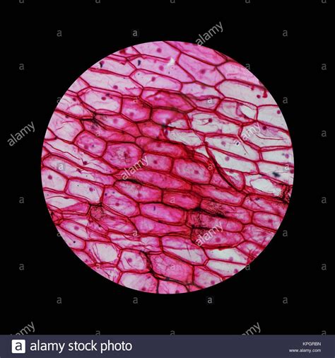 when we put iodine solution on the onion peel did each cell get evenly ...