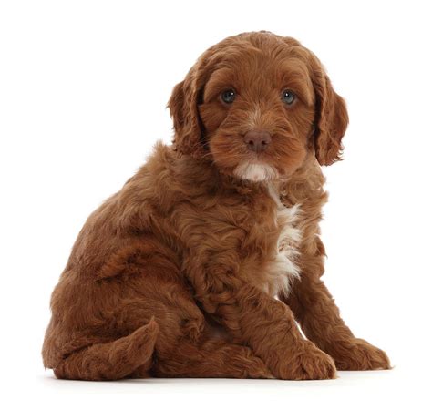 Image result for Red Cockapoo Puppy