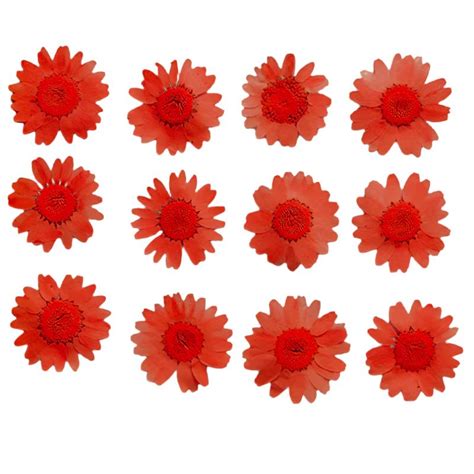 Peach Daisy Flowers (Naturally Preserved | Dried | Pressed) (Epoxy Res ...