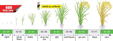 ओर्मी फफूंदनाशी का उपयोग – धान की फसल में लाभ - Blog - Sumitomo ...