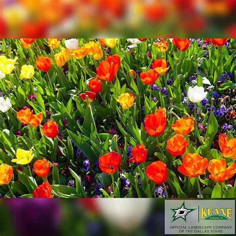Spring Flower Bulbs to Plant in Texas | Best Flowers to Plant in Texas