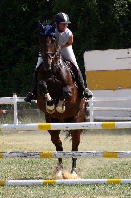 Pferde Kleinanzeigen | Pferde Annoncen | Pferde Inserate | Pferde ...