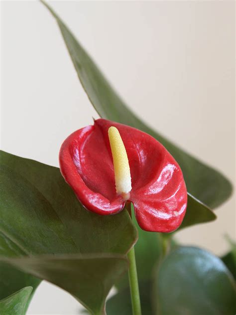Anthurium Mini Red (Medium) – Greenkin