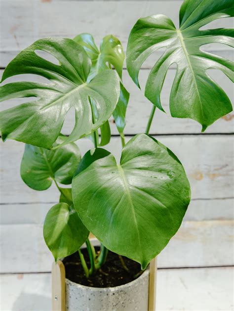 Deliciosa Monstera Plant - Flower Daise