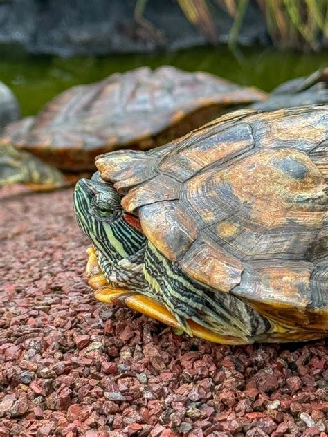 Image result for Red Ear Snapping Turtle Shell