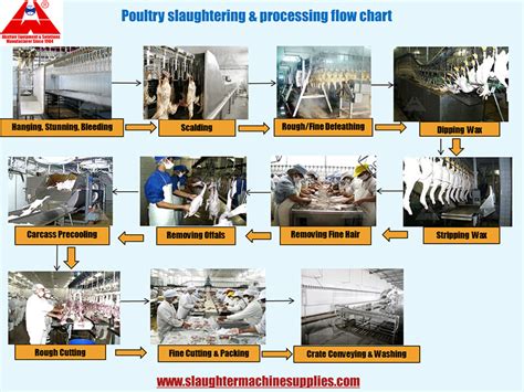 Slaughter Process 的图像结果