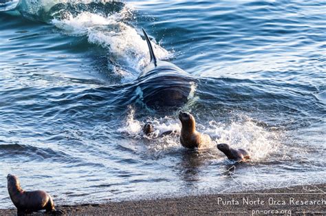 Orca Eating Seal