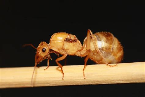 Giant Golden Honeypot Ant - Myrmecocystus mexicanus-02 (CA) - Antlantis