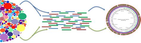 Prokaryotic Genomes